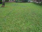 Malaysian Grass Carpet