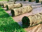 Malaysian Grass Carpet With Interlock Stones