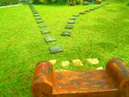 Malaysian Grass Carpets and Interlock Paving Landscaping Service