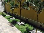 malaysian Grass