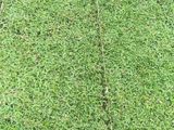 Malaysian Grass