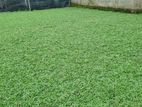 Malaysian Grass