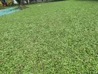 Malaysian Grass