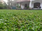 Malaysian Grass