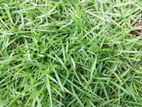 Malaysian Grass