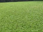 Grass Carpet