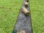 Malaysian Grass