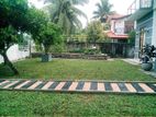 Malaysian Grass