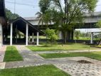 Malaysian Grass