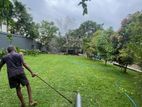 malaysian grass