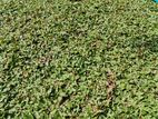 Malaysian Grass Carpet