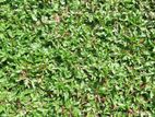 Malaysian Grass Carpet