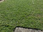 malaysian grass