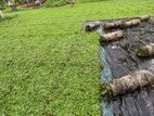 Malaysian Grass