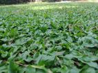 Malaysian Grass