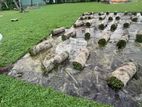 Malaysian Grass Carpet