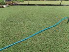 Malaysian Grass