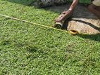 Malaysian Grass