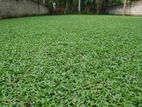 Malaysian Grass