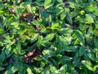 Malaysian Grass