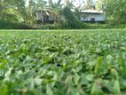 Malaysian Grass
