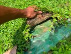 Malaysian Grass Service