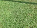 Malaysian Grass