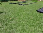 Malaysian Grass