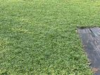 malaysian grass