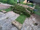 Malaysian grass