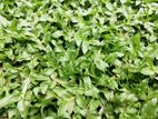 Malaysian grass