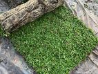 malaysian grass