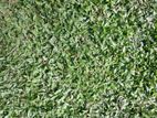 Malaysian Grass