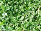 Malaysian Grass Carpet