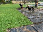malaysian grass
