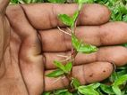 malaysian grass