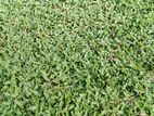 Malaysian Grass