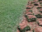 Malaysian Grass