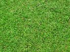 Malaysian Grass - මැලේසියන් තෘණ