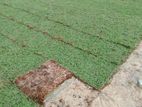Malaysian Grass Pidali With Carpet