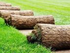 Malaysian Grass Quality No.01