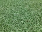 Malaysian Grass with Interlock Paving