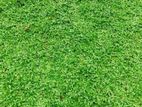 Malaysian grass with Interlock Paving