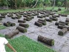 Malaysian Grass With Interlock Stones