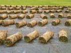 Malaysian Highbrid Grass Service