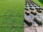 Malaysian Hybrid Grass Interlock Stone