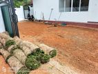 Malaysian Hybrid Grass with Flooring Service