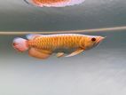 Malaysian Premium Crossback Golden Arowana