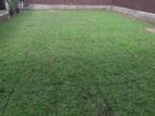 Malaysian Grass
