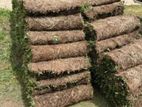 Malaysian Grass
